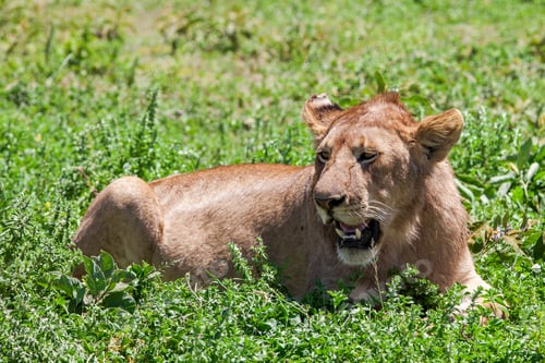 Preview: Lioness In The Serengeti National Park, Tanzania