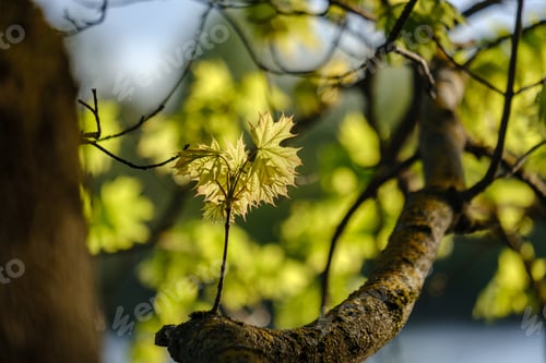 Preview: Young Fresh Green Mapple Tree Leaf On Blue Sky Background. Spring Color Texture In Sunset Colors