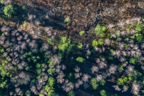 Preview: Aerial View Over The Top Of Trees And Forest