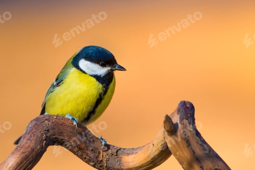Preview: Cute Little Bird. Clean Background. Yellow Nature Background. Great Tit Parus Major