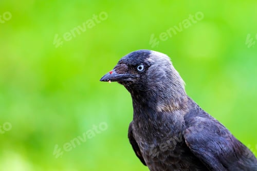 Preview: Crow. Green Nature Background. Bird: Western Jackdaw. Coloeus Monedula.