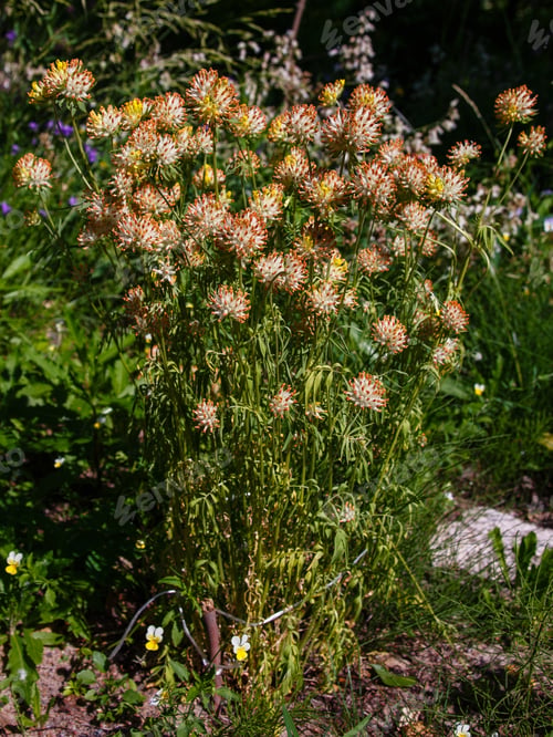 Preview: Anthyllis Vulneraria, Kidney Vetch Flower In Garden. Medicinal Plants In The Garden