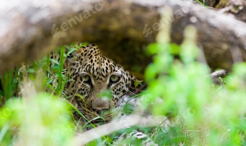 Preview: Leopard In The Maasai Mara National Park, Kenya