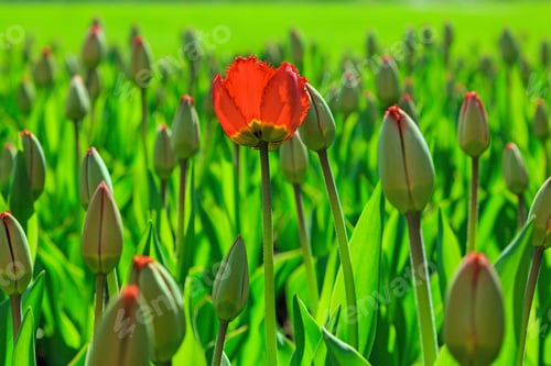 Preview: The Buds Of Red Tulips In Spring Garden. Blossoming Tulips
