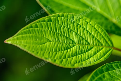 Preview: Green Leaves On Blur Background. Vegetation Foliage Abstract Texture