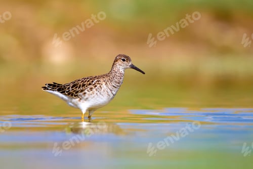 Preview: Common Water Bird. Nature Background.
