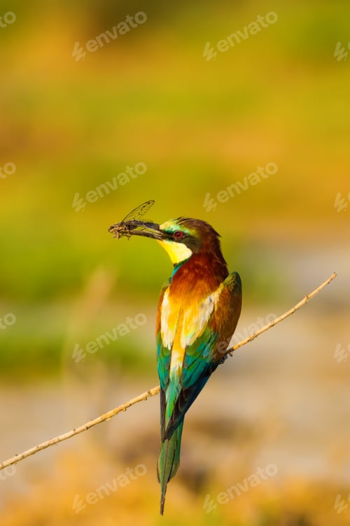 Preview: Colorful Bird. Warm Colors Nature Background.