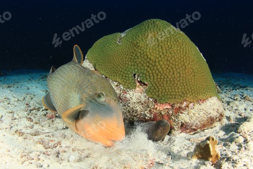 Preview: Triggerfish And Moray Eel. Fish On Coral Reef