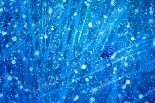 Preview: Winter Season And Birds. Falling Snow. Blue Nature Background. Bluethroat.