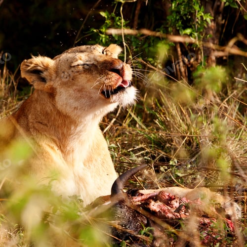 Preview: African Lioness In The Maasai Mara National Park, Kenya