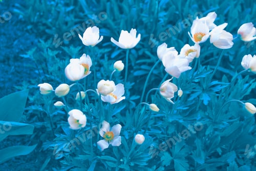 Preview: The First Delicate Spring Flower Snowdrop.