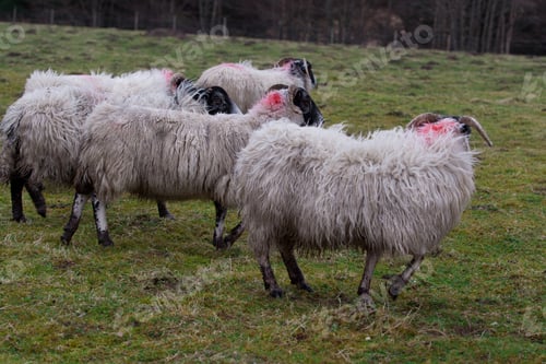 Preview: Scottish Blackface Sheeps In The Scottish Highlands