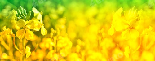 Preview: Yellow Spring Flower Rape In The Background Of The Summer Landscape.