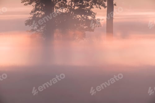 Preview: Sunrays Through Trees And Fog During Sunrise.
