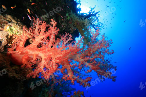 Preview: Beautiful Soft Corals On A Red Sea Reef