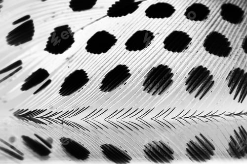 Preview: Guinea Hen Feather With Light Grey Background