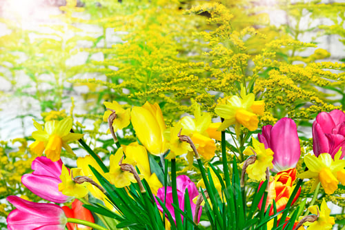 Preview: Spring Flowers Daffodils And Tulips
