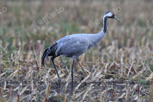 Preview: Common Cranes In The Field Mecklenburg Germany