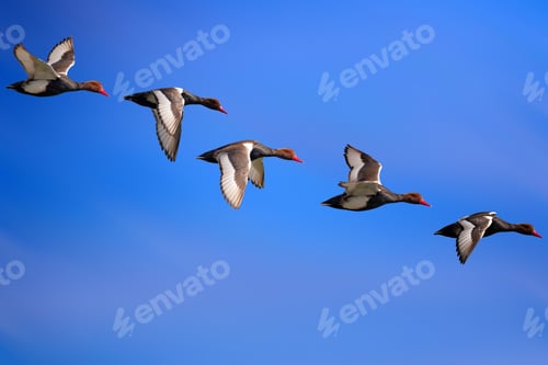 Preview: Flying Ducks. Blue Sky Background. Bird: Red Crested Pochard. Netta Rufina.
