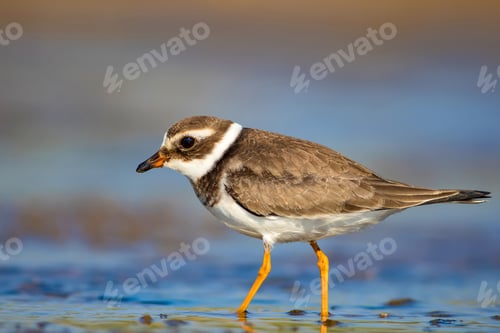 Preview: Cute Little Water Bird. Water And Sand Background. Bird: Common Ringed Plover. Charadrius Hiaticula.