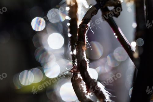 Preview: Abstract, Macro Composition With Leaves And Water Drops