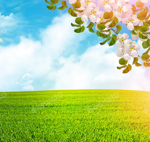 Preview: Blossoming Branch Apple. Bright Colorful Spring Flowers