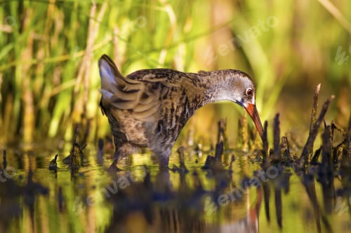 Preview: Nature And Water Bird. Green Nature Habitat Background. Bird: Water Rail. Rallus Aquaticus.