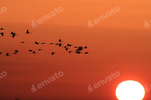 Preview: Silhouettes Of Cranes( Grus Grus) At Sunset Germany Baltic Sea