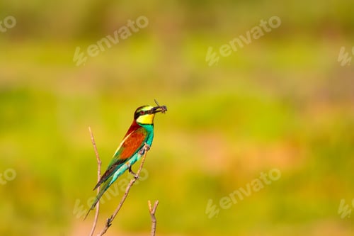 Preview: Colorful Bird. Nature Background. European Bee Eater. Merops Apiaster.