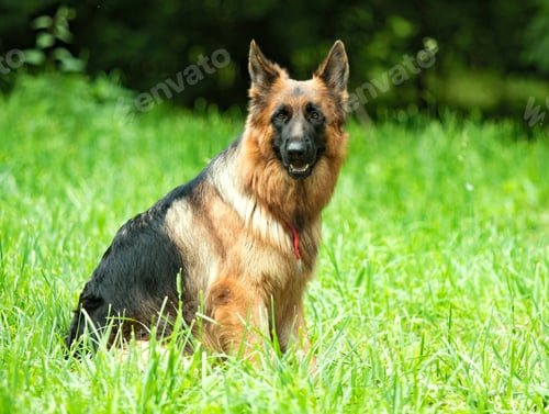 Preview: German Shepherd On A Green Grass