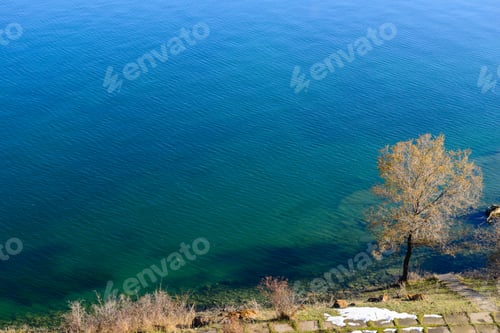 Preview: Alone Tree On The Shore Of Lake Sevan, Armenia
