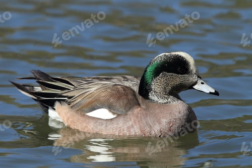 Preview: American Wigeon Socorro New Mexico