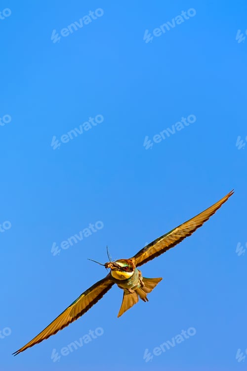 Vista previa: Colorful Bird Flying. Nature Background. European Bee Eater. Merops Apiaster.
