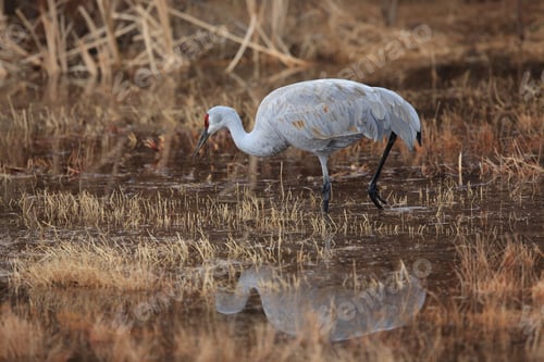 Preview: Sandhill Crane Bosque Del Apache Wildlife Reserve New Mexico Usa