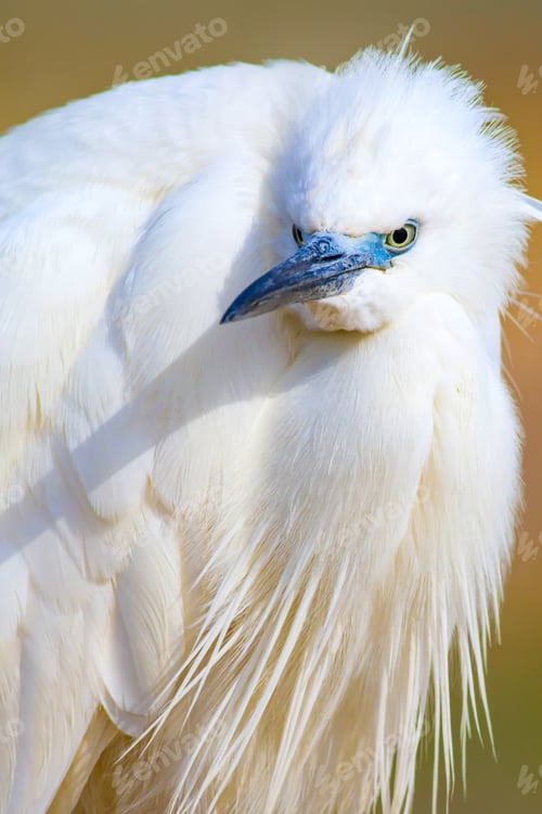 Preview: Cute White Bird. Heron. Nature Background.