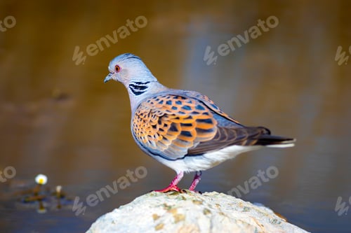 Preview: Colorful Dove. Nature Background. Bird: European Turtle Dove. Streptopelia Turtur.