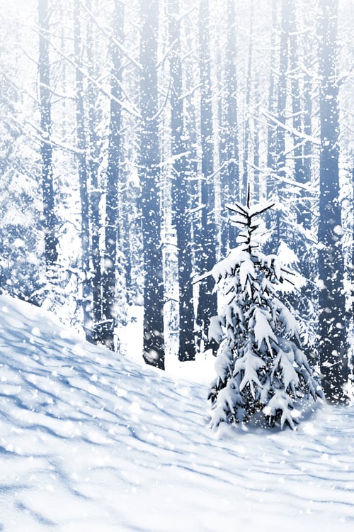 Preview: Winter Forest