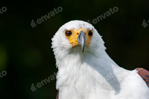 Preview: African Fish Eagle (Haliaeetus Vocifer)