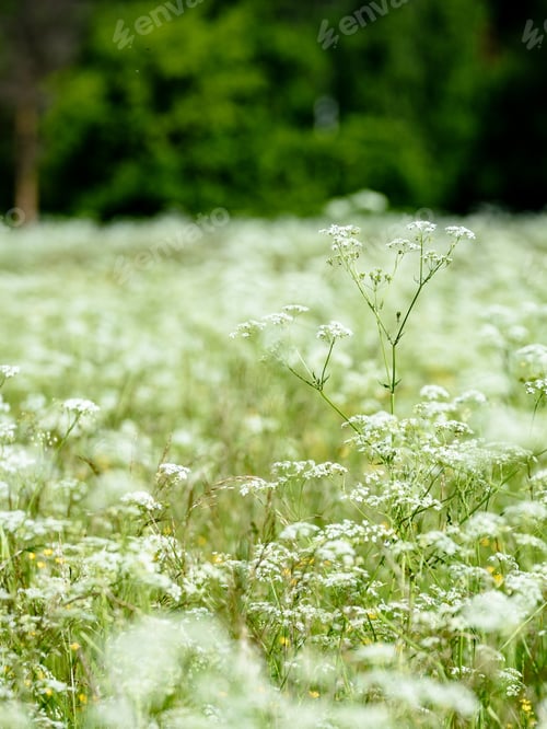 Preview: Midsummer Countryside Meadow With Flowers. Abstract Close Up Neutral Background. White And Yellow