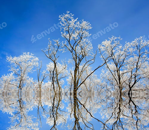 Preview: Winter Picture With Hoarfrost On Trees