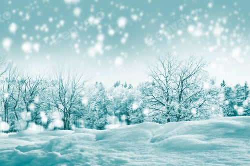 Preview: Forest In The Frost. Winter Landscape. Snow Covered Trees. Outdoor