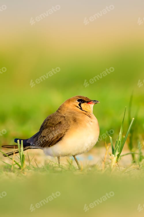 Preview: Cute Bird. Collared Pratincole. Glareola Pratincola