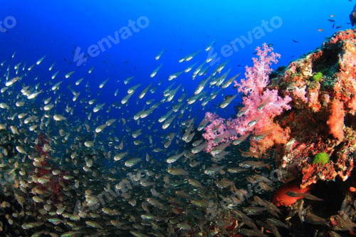 Preview: Coral And Fish Underwater In Ocean