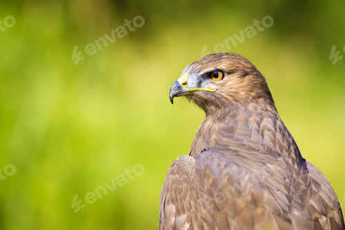 Preview: Hawk Portrait. Green Nature Background Long Legged Buzzard / Buteo Rufinus