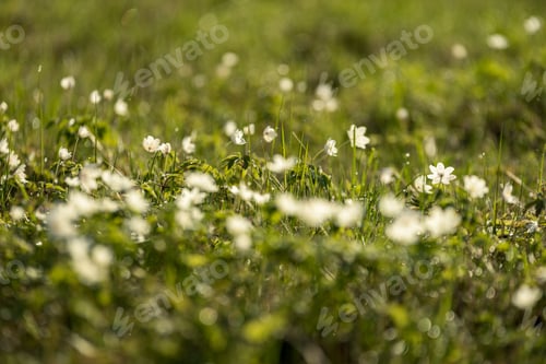 Preview: Large Field Of White Anemone Flowers In Spring. A Plant Of The Buttercup Family, Typically Bearing