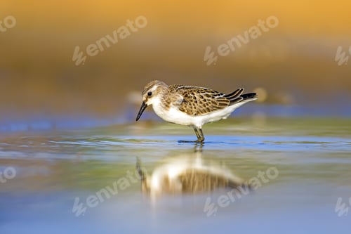Preview: Cute Little Shore Bird. Yellow Blue Nature, Background. Bird: Little Stint.