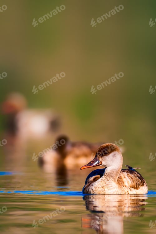 Preview: Swimming Duck. Water Background.