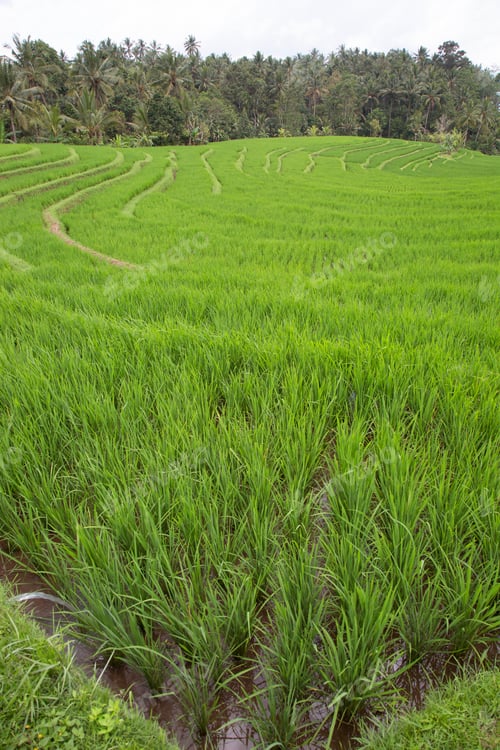 Preview: Paddy Fields Or Sawa Landscape With Growing Rice Plants