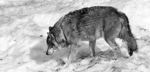 Preview: Wolves In The Bavarian Forest National Park, Bavaria, Germany