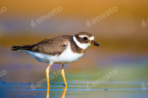 Preview: Cute Little Bird. Nature Background. Common Ringed Plover